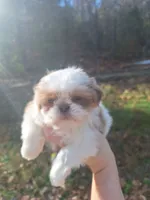 2 Imperial, a female Shih Tzu for sale in Mountain Home, AR – Photo 1 of 4