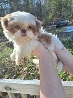 2 Imperial, a female Shih Tzu for sale in Mountain Home, AR – Photo 4 of 4