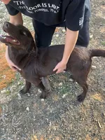 Cooper, a male Labrador Retriever for sale in Troy, AL – Photo 3 of 8