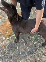 Cooper, a male Labrador Retriever for sale in Troy, AL – Photo 5 of 8