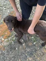 Cooper, a male Labrador Retriever for sale in Troy, AL – Photo 2 of 8