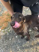 Cooper, a male Labrador Retriever for sale in Troy, AL – Photo 6 of 8