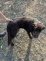 Cooper, a male Labrador Retriever for sale in Troy, AL – Photo 8 of 8