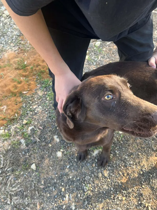 Cooper, a male Labrador Retriever for sale in Troy, AL – Photo 1 of 8