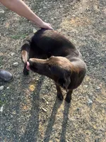 Cooper, a male Labrador Retriever for sale in Troy, AL – Photo 4 of 8