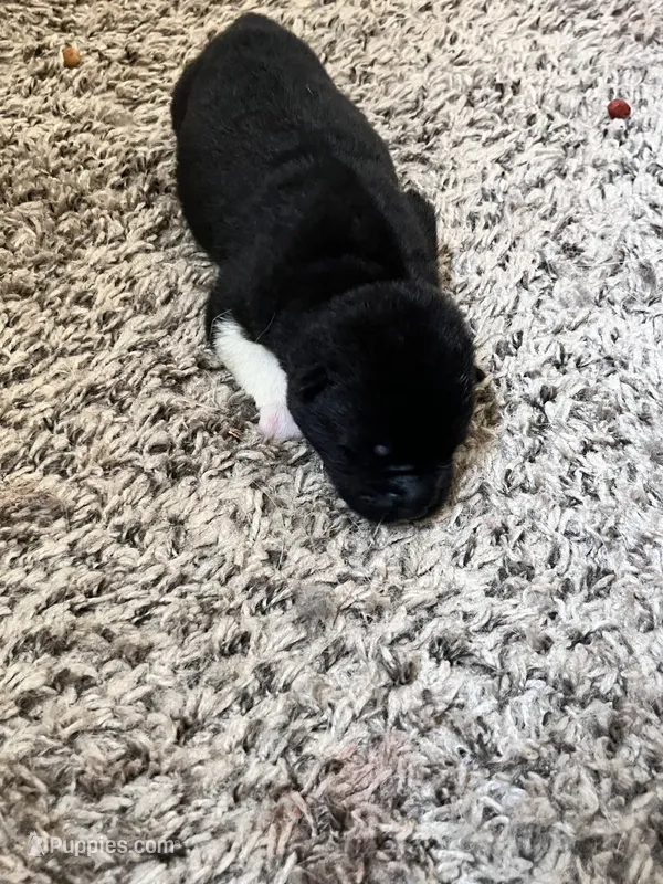 Kage – Akita puppy for sale in Erie, PA