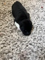 Kage, a male Akita for sale in Erie, PA – 1 of 1
