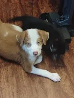 Gorgon Bacon, a male Australian Shepherd for sale in Stonefort, IL – 4 of 7
