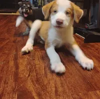 Gorgon Bacon, a male Australian Shepherd for sale in Stonefort, IL – 5 of 7