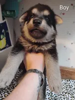 Mr White, a male German Shepherd Dog for sale in Stonefort, IL – 1 of 4