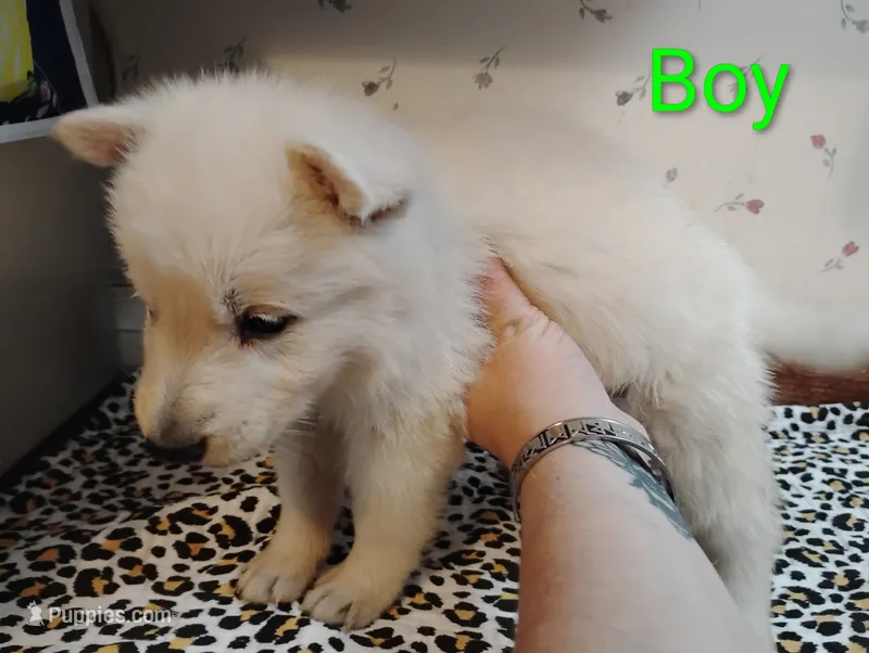 Green – German Shepherd Dog puppy on hold in Stonefort, IL