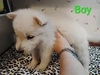 Green, a male German Shepherd Dog for sale in Stonefort, IL – 1 of 4
