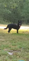 Mr White, a male German Shepherd Dog for sale in Stonefort, IL – 4 of 4