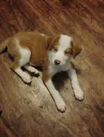 Gorgon Bacon, a male Australian Shepherd for sale in Stonefort, IL – 3 of 7