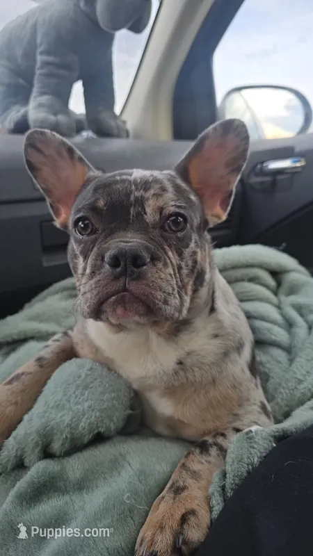 Stitches  – French Bulldog puppy for sale in Stonefort, IL