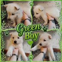 Green, a male German Shepherd Dog for sale in Stonefort, IL – 2 of 4