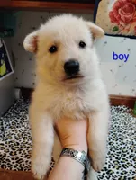 Blu, a male German Shepherd Dog for sale in Stonefort, IL – 1 of 4