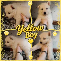 Yeller, a male German Shepherd Dog for sale in Stonefort, IL – 2 of 4