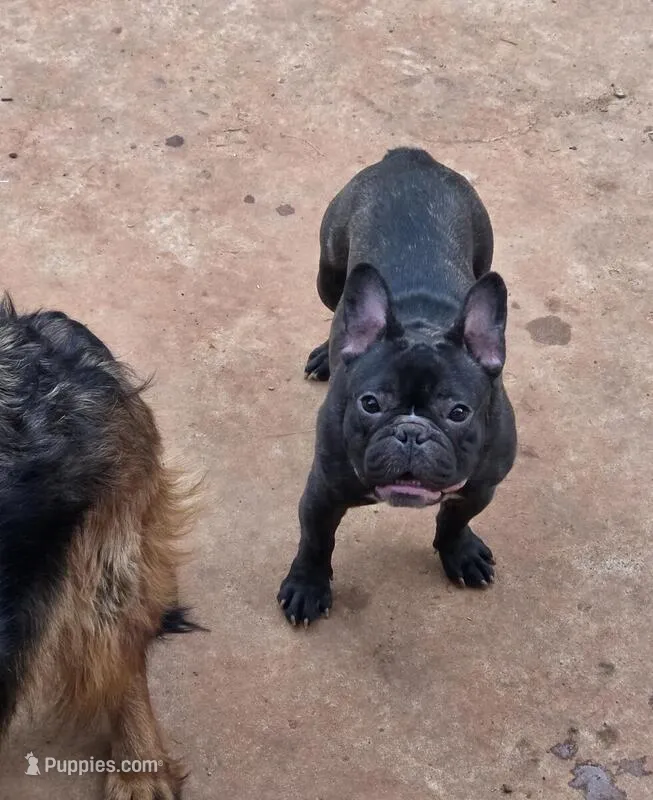 Gurgi  – French Bulldog puppy for sale in Stonefort, IL