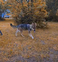 Noga, a female German Shepherd Dog for sale in Stonefort, IL – 2 of 3