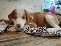 Gorgon Bacon, a male Australian Shepherd for sale in Stonefort, IL – 7 of 7