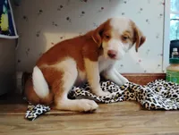 Gorgon Bacon, a male Australian Shepherd for sale in Stonefort, IL – 6 of 7