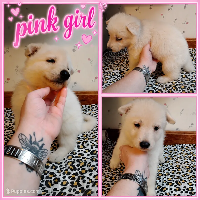 Noga – German Shepherd Dog puppy on hold in Stonefort, IL