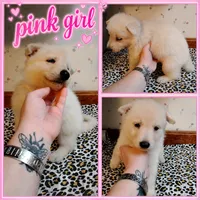 Noga, a female German Shepherd Dog for sale in Stonefort, IL – 1 of 3