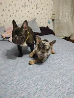 Gurgi , a male French Bulldog for sale in Stonefort, IL – 3 of 4