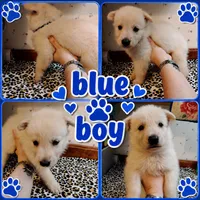 Blu, a male German Shepherd Dog for sale in Stonefort, IL – 2 of 4