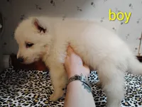 Yeller, a male German Shepherd Dog for sale in Stonefort, IL – 1 of 4