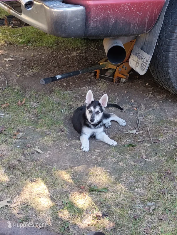 Nemo  – German Shepherd Dog puppy for sale in Stonefort, IL