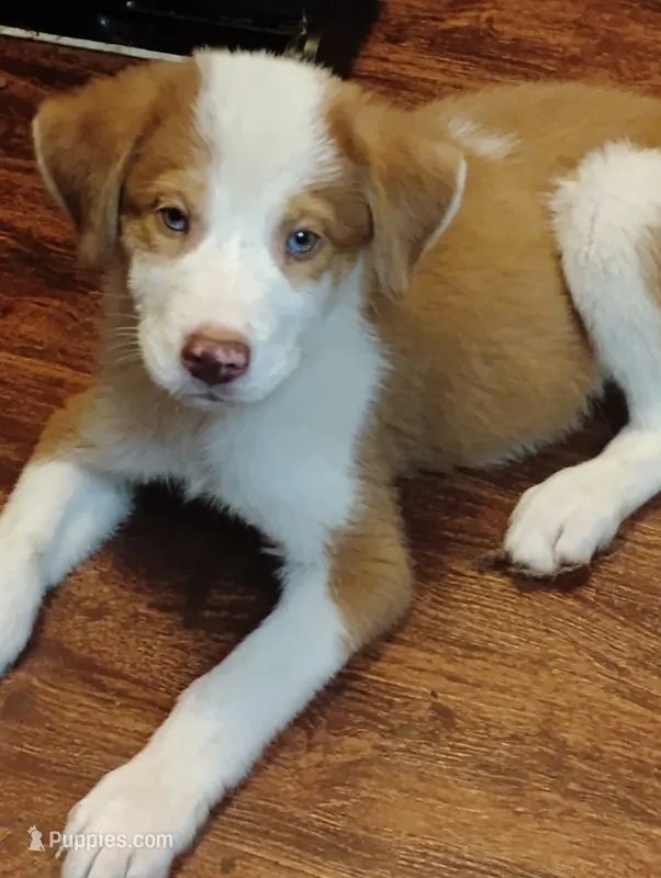 Gorgon Bacon – Australian Shepherd puppy for sale in Stonefort, IL