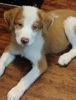 Gorgon Bacon, a male Australian Shepherd for sale in Stonefort, IL – 1 of 7