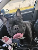 Gurgi , a male French Bulldog for sale in Stonefort, IL – 2 of 4