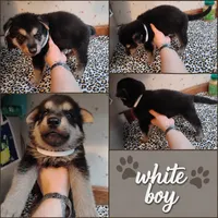 Mr White, a male German Shepherd Dog for sale in Stonefort, IL – 2 of 4