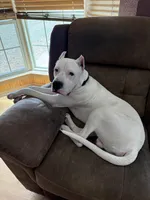 Go-Dough, a male Dogo Argentino for sale in Victoria, TX – Photo 2 of 2