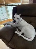 Go-Dough, a male Dogo Argentino for sale in Victoria, TX – Photo 1 of 2