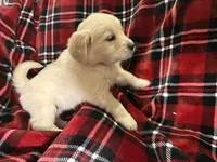 Ms. Red, a female Golden Retriever for sale in Pocahontas, IL – Photo 1 of 4