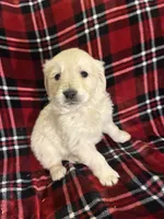 Ms. Red, a female Golden Retriever for sale in Pocahontas, IL – Photo 3 of 4
