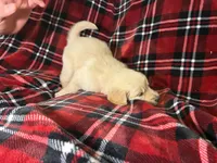 Ms. Red, a female Golden Retriever for sale in Pocahontas, IL – Photo 4 of 4