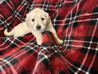 Ms. Red, a female Golden Retriever for sale in Pocahontas, IL – Photo 2 of 4