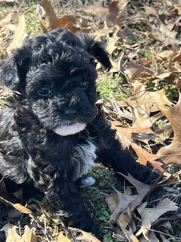 Laila, a female Poodle - Toy  for sale in Pocahontas, IL – Photo 1 of 2