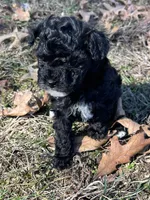 Laila, a female Poodle - Toy  for sale in Pocahontas, IL – Photo 2 of 2