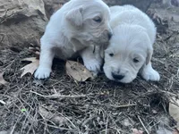 Ms. Blue, a female Golden Retriever for sale in Pocahontas, IL – Photo 2 of 6