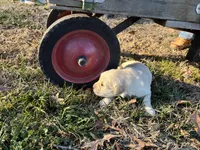 Ms. Blue, a female Golden Retriever for sale in Pocahontas, IL – Photo 6 of 6
