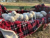 Ms. Blue, a female Golden Retriever for sale in Pocahontas, IL – Photo 5 of 6