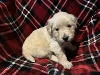 Mr. Brown, a male Golden Retriever for sale in Pocahontas, IL – Photo 1 of 3