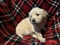 Mr. Brown, a male Golden Retriever for sale in Pocahontas, IL – Photo 3 of 3