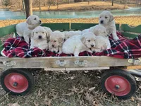 Mr. Brown, a male Golden Retriever for sale in Pocahontas, IL – Photo 2 of 3